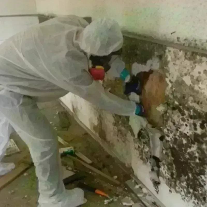 Mold Remediation and Removal in Hunt County, TX